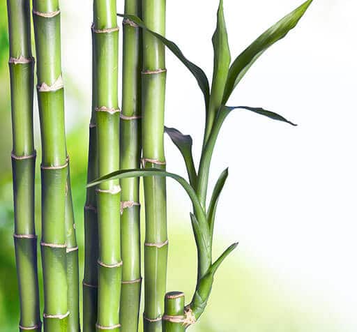 bamboo